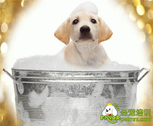 狗狗洗澡