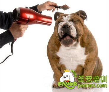 寵物吹風(fēng)拉毛