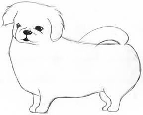 京巴犬