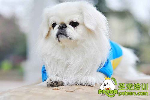 京巴犬