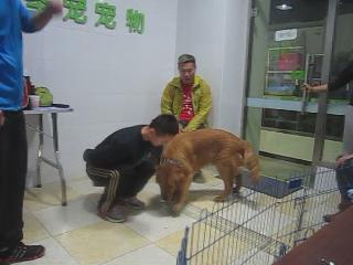 犬只獎勵訓練