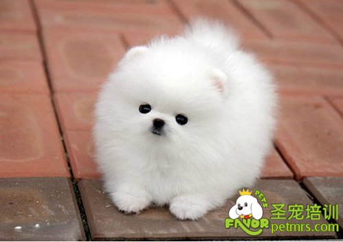 博美犬