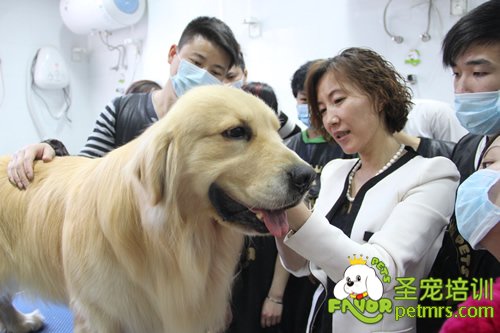圣寵寵物金毛犬講解課程