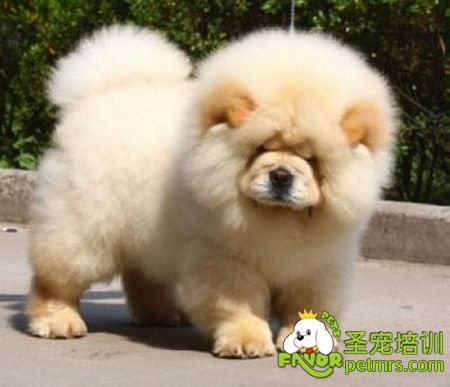 松獅犬