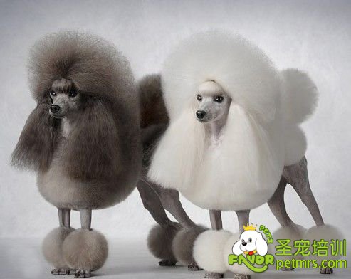貴賓犬