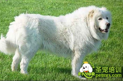 大白熊犬