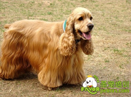可卡犬