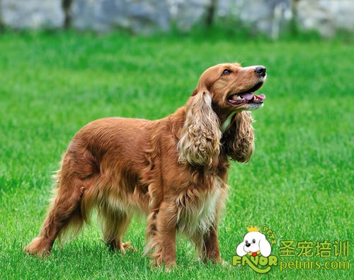 可卡犬修剪方法