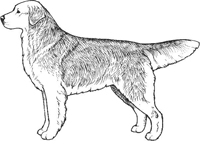 金毛犬修剪