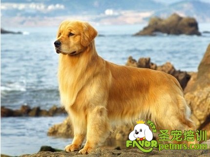 可愛狗狗