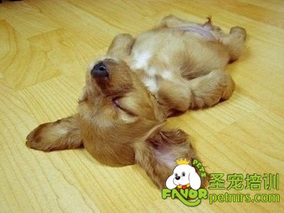 狗狗裝死