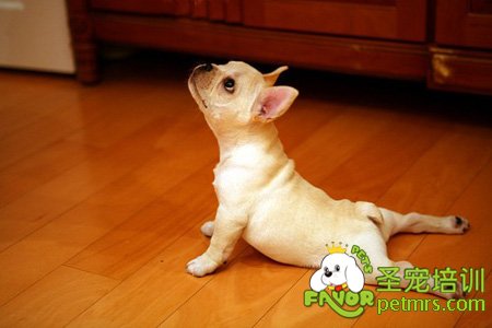吉娃娃犬