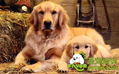 可愛狗狗