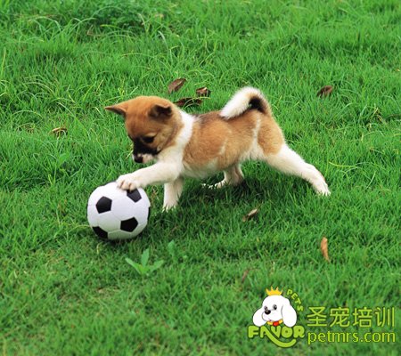 狗狗玩耍