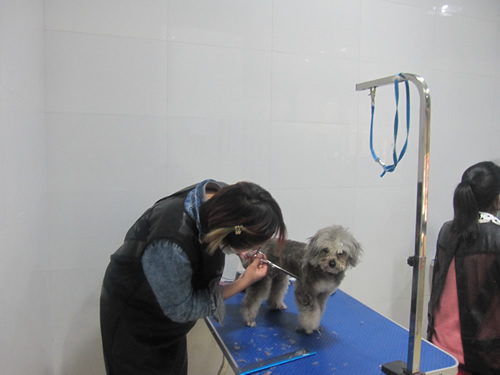 圣寵學員實犬操作