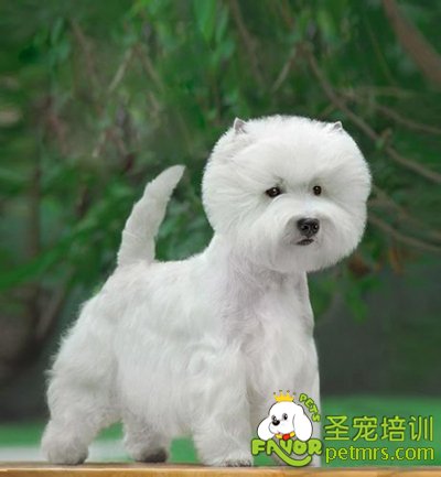 西高地犬