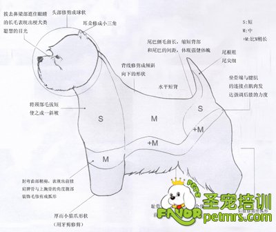 西高地犬修剪