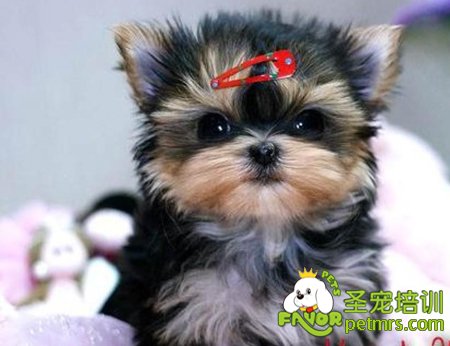 約克夏犬