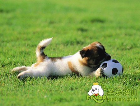 可愛的狗狗