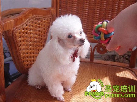 貴賓犬訓練方法