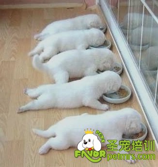 狗狗得空調(diào)病的癥狀及預(yù)防治療方法