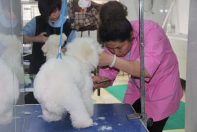 比熊犬美容