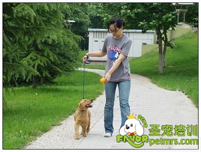 可愛狗狗