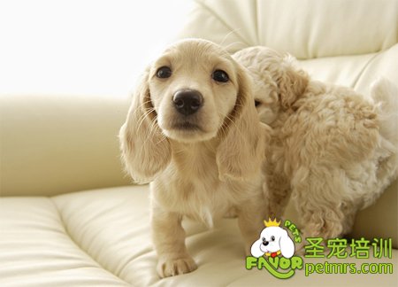 可卡犬