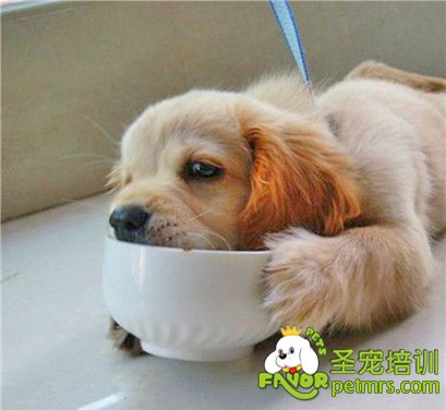 配置營(yíng)養(yǎng)餐需要注意什么事項(xiàng)