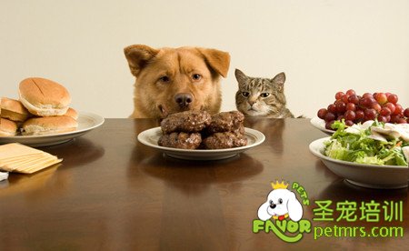 寵物食物