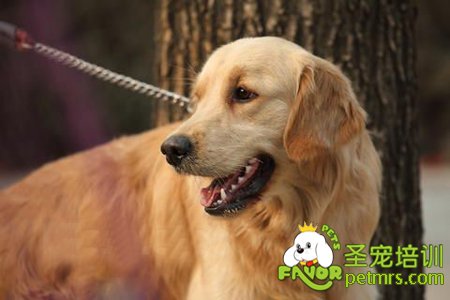 金毛犬