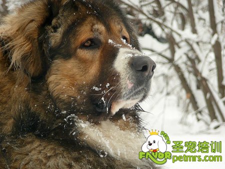 高加索犬