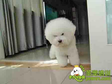 比熊犬