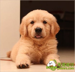 可愛狗狗