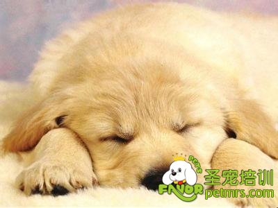 可愛寵物狗