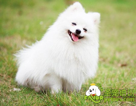 博美犬