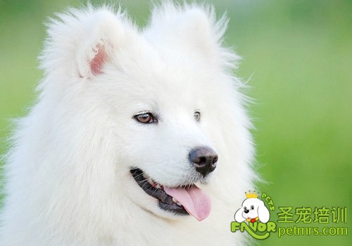 狗狗牙齒護(hù)理