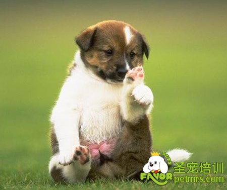 狗狗腳丫