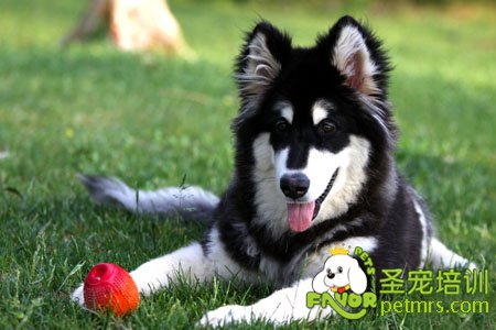 阿拉斯加雪橇犬