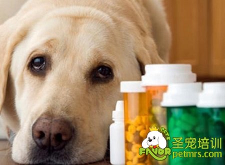 可愛狗狗