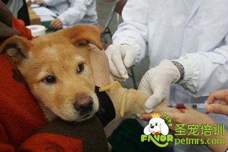 可愛寵物狗