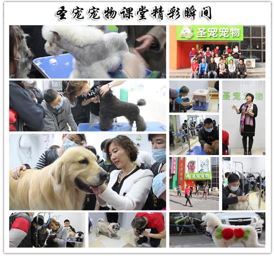 圣寵寵物精彩課堂