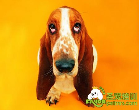 犬角膜炎