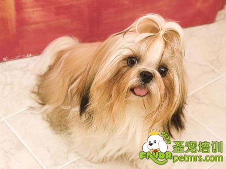 西施犬