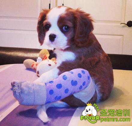 狗狗不小心被燙傷如何處理