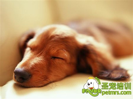 狗狗突然休克了怎么辦