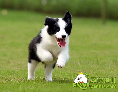 邊境牧羊犬