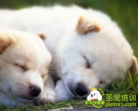 10點科學訓練狗狗的小秘籍
