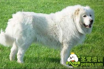 可愛狗狗