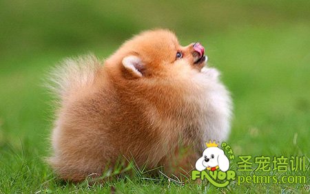 博美犬
